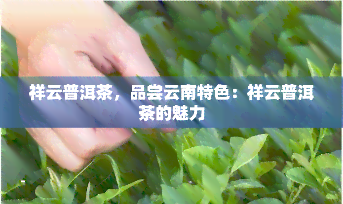 祥云普洱茶，品尝云南特色：祥云普洱茶的魅力