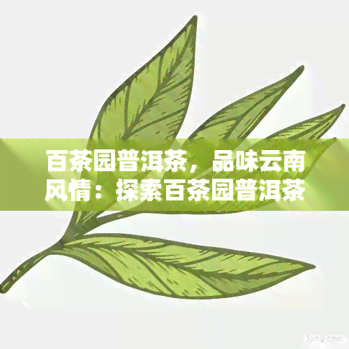 百茶园普洱茶，品味云南风情：探索百茶园普洱茶的世界