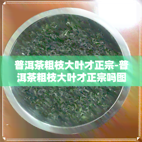 普洱茶粗枝大叶才正宗-普洱茶粗枝大叶才正宗吗图片