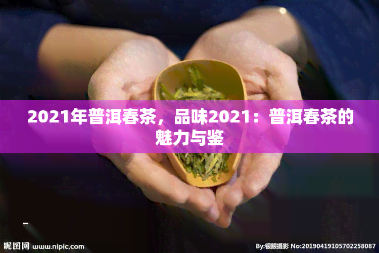 2021年普洱春茶，品味2021：普洱春茶的魅力与鉴