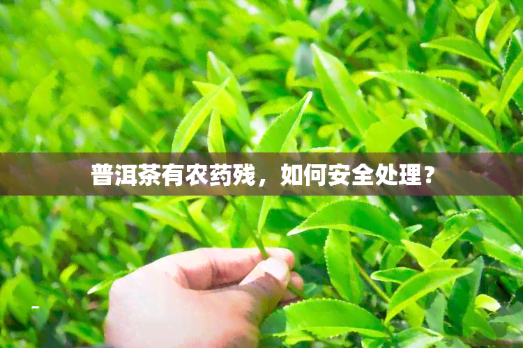 普洱茶有农残，如何安全处理？