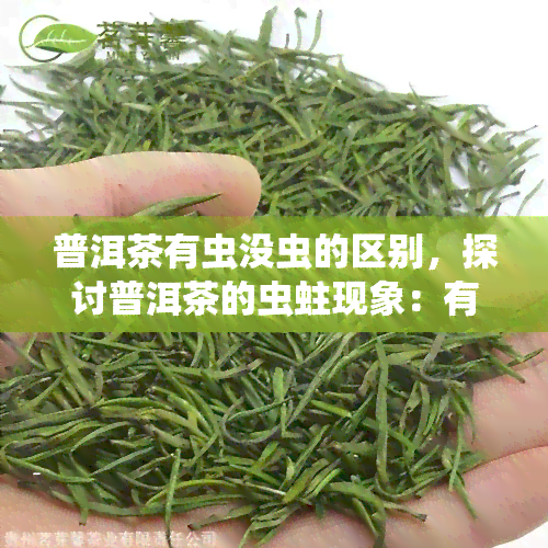 普洱茶有虫没虫的区别，探讨普洱茶的虫蛀现象：有虫与无虫的差异