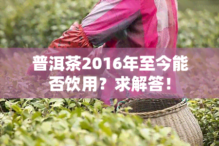 普洱茶2016年至今能否饮用？求解答！