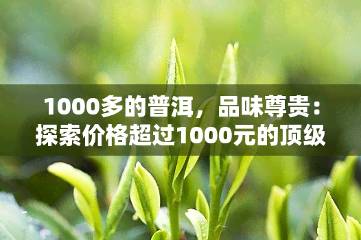 1000多的普洱，品味尊贵：探索价格超过1000元的顶级普洱茶