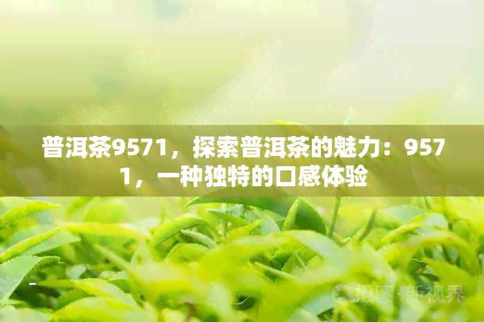 普洱茶9571，探索普洱茶的魅力：9571，一种独特的口感体验