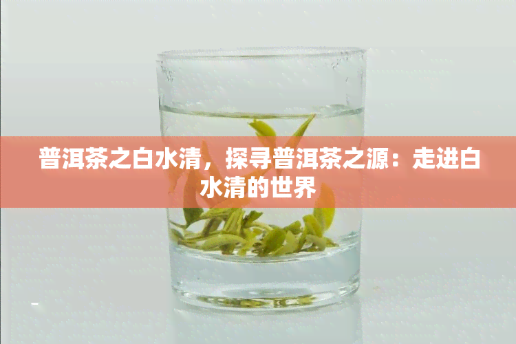 普洱茶之白水清，探寻普洱茶之源：走进白水清的世界