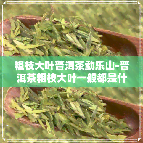 粗枝大叶普洱茶勐乐山-普洱茶粗枝大叶一般都是什么味道