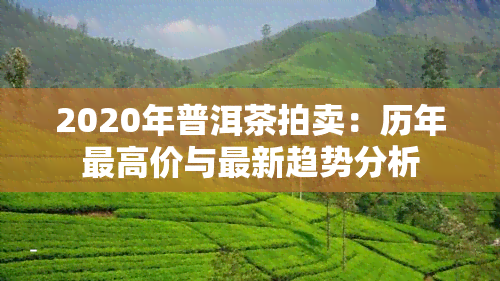 2020年普洱茶拍卖：历年更高价与最新趋势分析