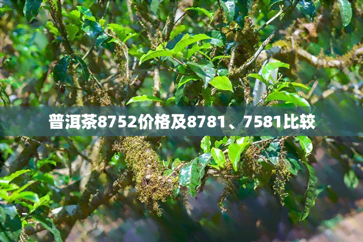 普洱茶8752价格及8781、7581比较