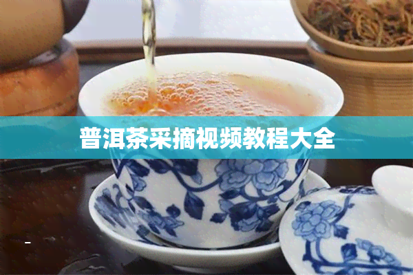 普洱茶采摘视频教程大全