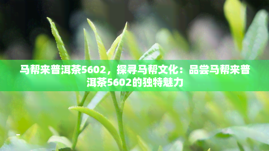 马帮来普洱茶5602，探寻马帮文化：品尝马帮来普洱茶5602的独特魅力