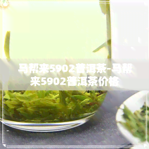 马帮来5902普洱茶-马帮来5902普洱茶价格