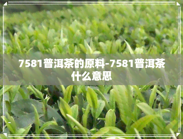 7581普洱茶的原料-7581普洱茶什么意思