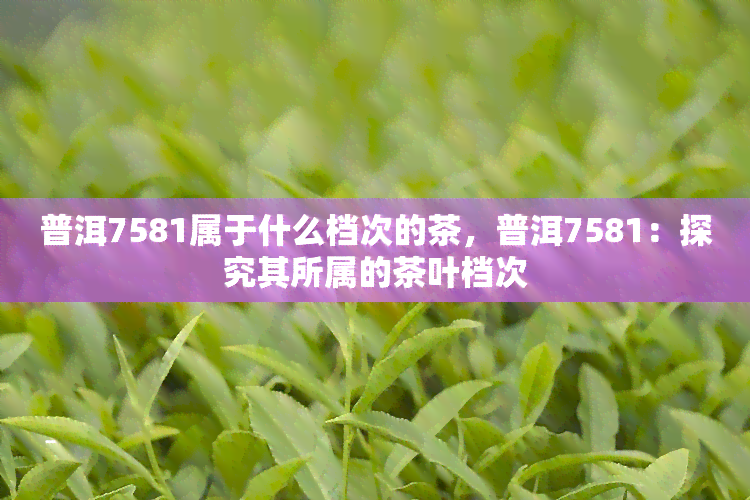 普洱7581属于什么档次的茶，普洱7581：探究其所属的茶叶档次