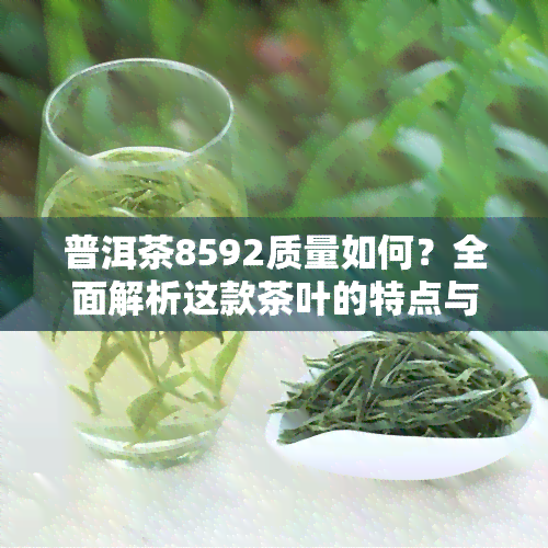 普洱茶8592质量如何？全面解析这款茶叶的特点与优缺点