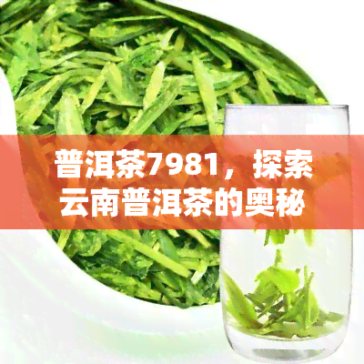 普洱茶7981，探索云南普洱茶的奥秘：7981等级的独特之处