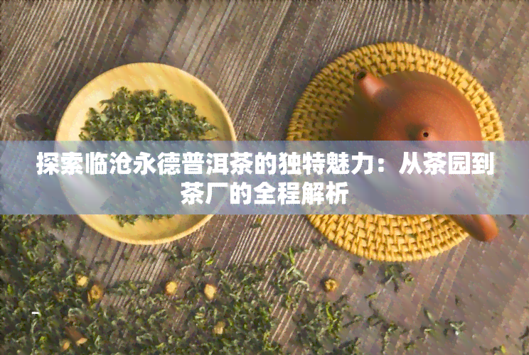 探索临沧永德普洱茶的独特魅力：从茶园到茶厂的全程解析