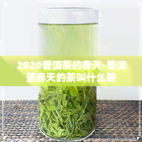 2020普洱茶的春天-普洱茶春天的茶叫什么茶