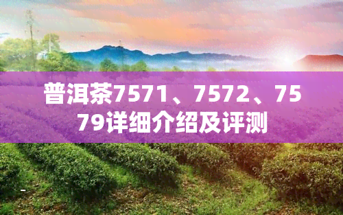 普洱茶7571、7572、7579详细介绍及评测