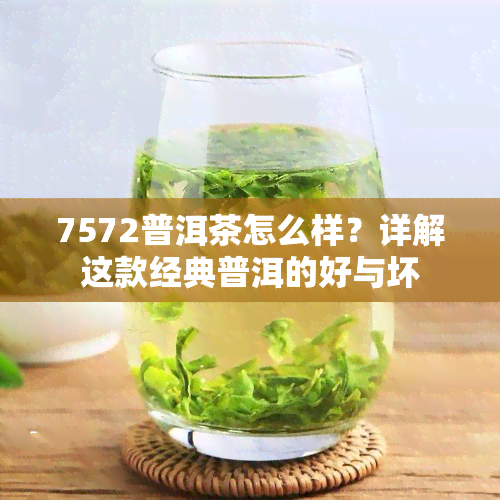 7572普洱茶怎么样？详解这款经典普洱的好与坏