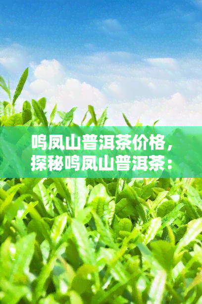 鸣凤山普洱茶价格，探秘鸣凤山普洱茶：价格解析与品鉴指南