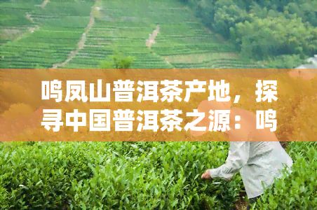 鸣凤山普洱茶产地，探寻中国普洱茶之源：鸣凤山的茶园风光与独特风味