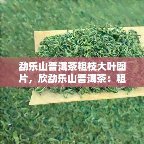 勐乐山普洱茶粗枝大叶图片，欣勐乐山普洱茶：粗枝大叶的独特魅力