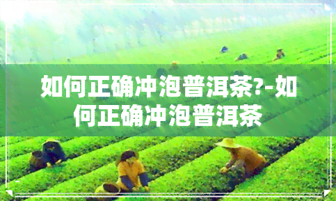 如何正确冲泡普洱茶?-如何正确冲泡普洱茶