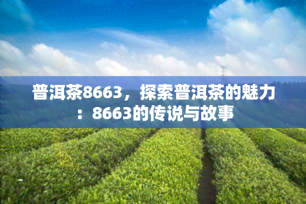 普洱茶8663，探索普洱茶的魅力：8663的传说与故事