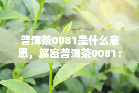 普洱茶0081是什么意思，解密普洱茶0081：背后含义与故事