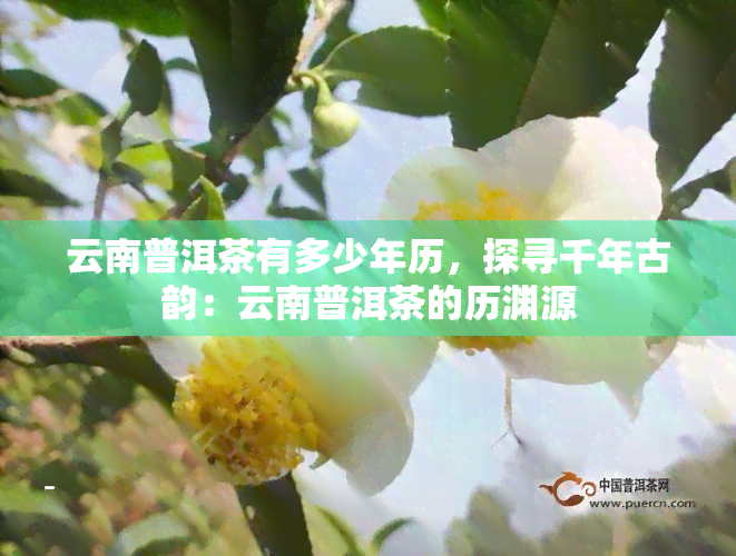 云南普洱茶有多少年历，探寻千年古韵：云南普洱茶的历渊源