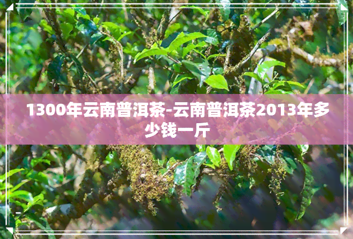 1300年云南普洱茶-云南普洱茶2013年多少钱一斤