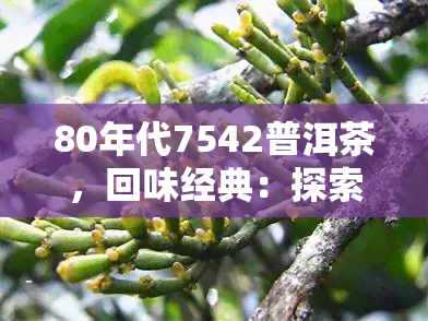 80年代7542普洱茶，回味经典：探索80年代7542普洱茶的独特韵味