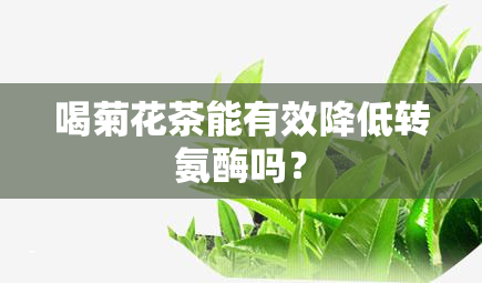 喝菊花茶能有效降低转氨酶吗？