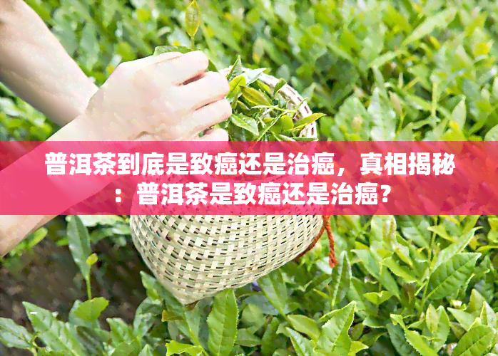 普洱茶到底是致癌还是治癌，真相揭秘：普洱茶是致癌还是治癌？