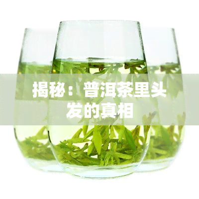 揭秘：普洱茶里头发的真相