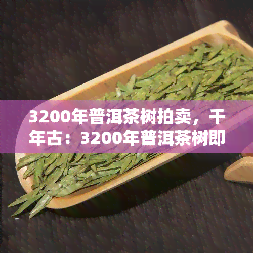 3200年普洱茶树拍卖，千年古：3200年普洱茶树即将进行拍卖！