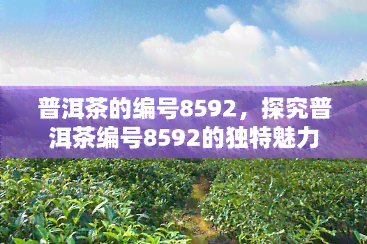 普洱茶的编号8592，探究普洱茶编号8592的独特魅力