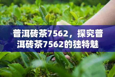 普洱砖茶7562，探究普洱砖茶7562的独特魅力与品饮技巧