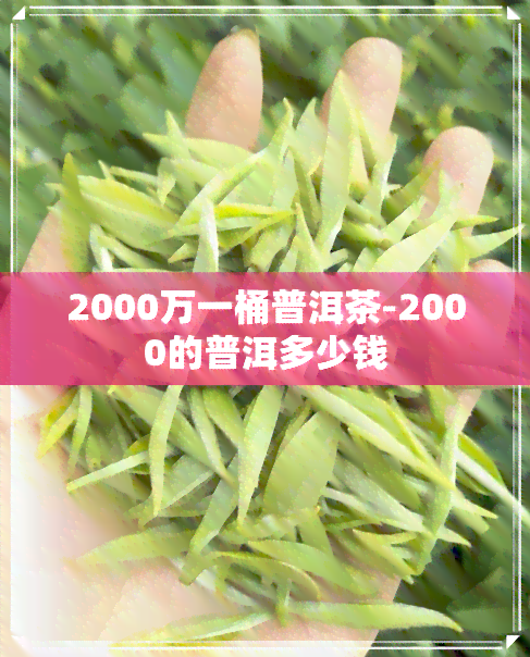 2000万一桶普洱茶-2000的普洱多少钱