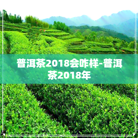 普洱茶2018会咋样-普洱茶2018年