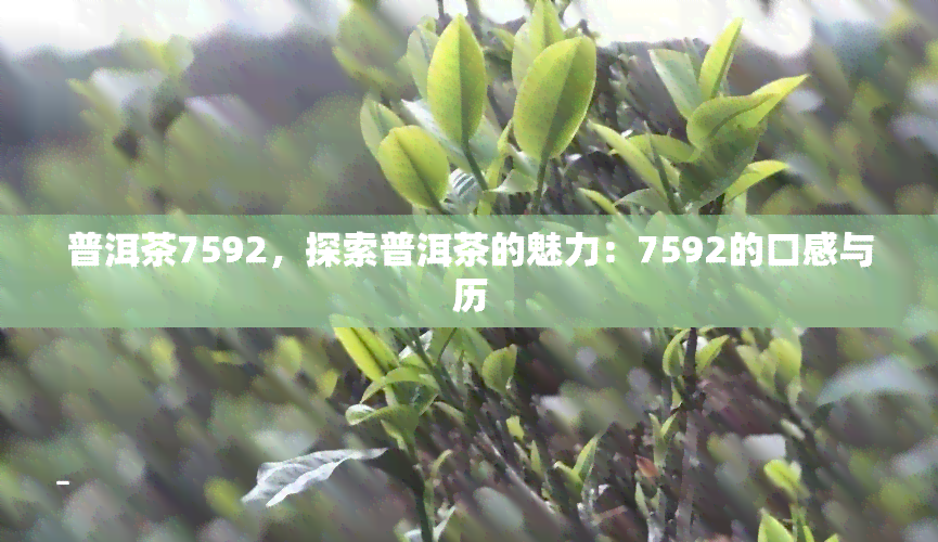 普洱茶7592，探索普洱茶的魅力：7592的口感与历