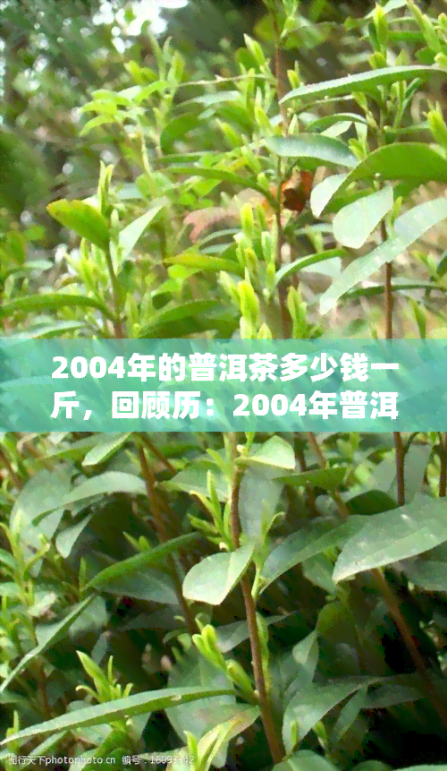 2004年的普洱茶多少钱一斤，回顾历：2004年普洱茶价格走势分析