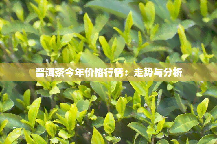 普洱茶今年价格行情：走势与分析