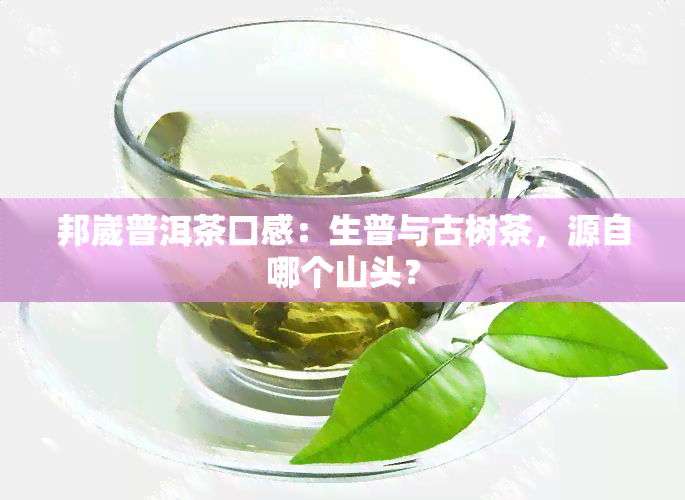 邦崴普洱茶口感：生普与古树茶，源自哪个山头？