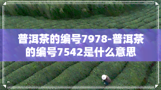 普洱茶的编号7978-普洱茶的编号7542是什么意思