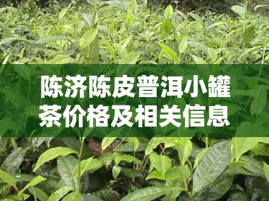 陈济陈皮普洱小罐茶价格及相关信息