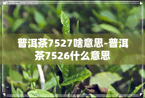 普洱茶7527啥意思-普洱茶7526什么意思