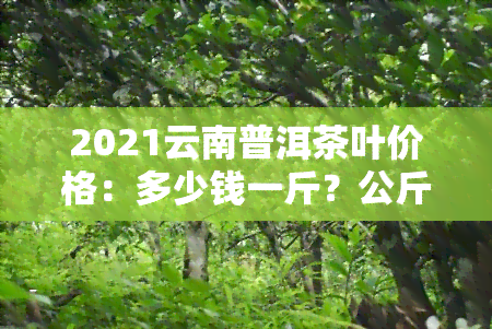 2021云南普洱茶叶价格：多少钱一斤？公斤、包装也需考虑！