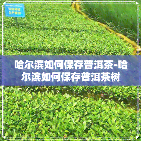 哈尔滨如何保存普洱茶-哈尔滨如何保存普洱茶树